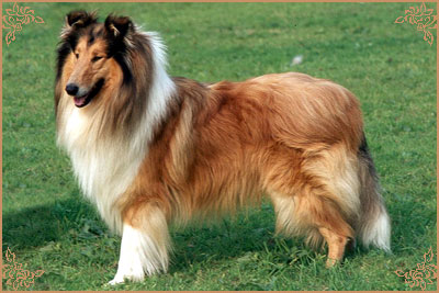 Lynway Sundance Lynway Sundance, Crufts Winners