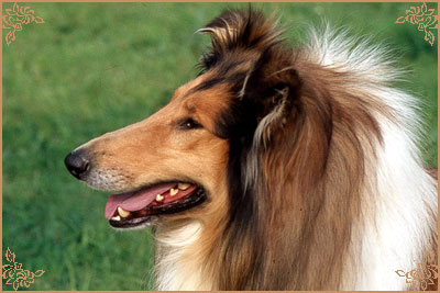 Lynway Sundance, Crufts Winners