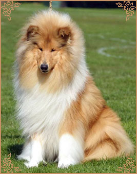 Magical Moon of Lowlands Green Valley for Chantique, Crufts Winners