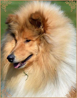Magical Moon of Lowlands Green Valley for Chantique, Crufts Winners