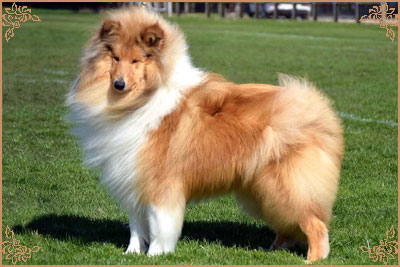 Magical Moon of Lowlands Green Valley for Chantique, Crufts Winners