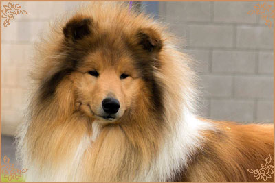 Magical Moon of Lowlands Green Valley for Chantique, Crufts Winners