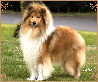 Magical Moon of Lowlands Green Valley for Chantique, Crufts Winners