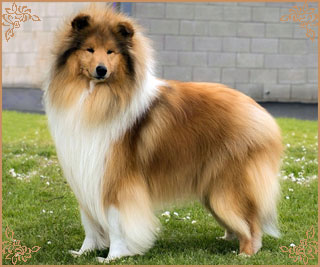 Magical Moon of Lowlands Green Valley for Chantique, Crufts Winners