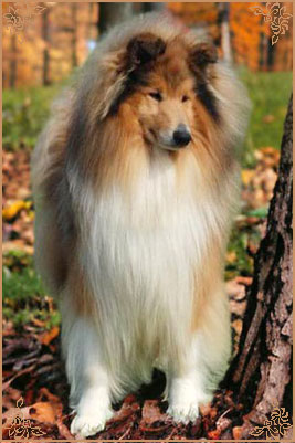 Magical Moon of Lowlands Green Valley for Chantique, Crufts Winners