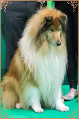 Magical Moon of Lowlands Green Valley for Chantique, Crufts Winners
