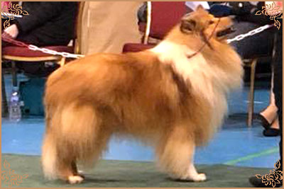 Magical Moon of Lowlands Green Valley for Chantique Magical Moon of Lowlands Green Valley for Chantique, Crufts Winners
