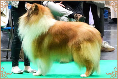 Magical Moon of Lowlands Green Valley for Chantique, Crufts Winners