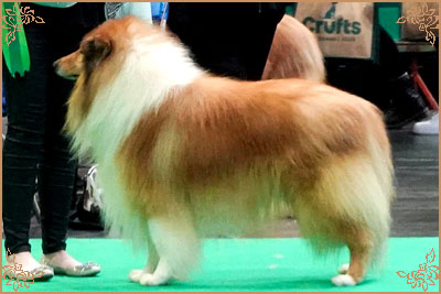 Magical Moon of Lowlands Green Valley for Chantique, Crufts Winners