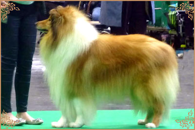 Magical Moon of Lowlands Green Valley for Chantique, Crufts Winners