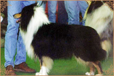 Manico`s Quaterman