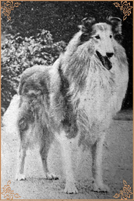 Maramin`s Golden Argus