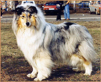 Мисс Хэвонли, Miss Heavenly