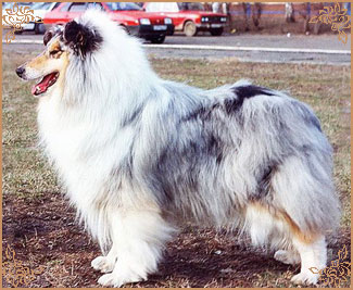 Мисс Хэвонли, Miss Heavenly