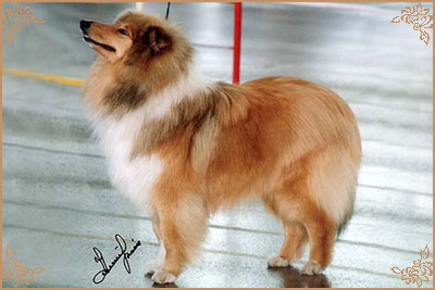 Misty Dawn`s Ragged Tiger