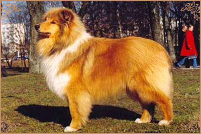 Misty Dawn`s Ragged Tiger