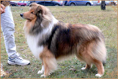 Misty Dawn`s Ragged Tiger
