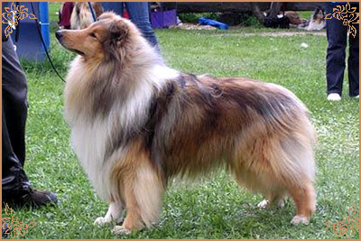 Misty Dawn`s Ragged Tiger