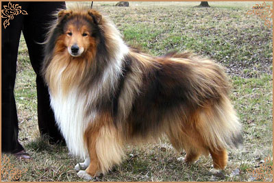 Misty Dawn`s Ragged Tiger