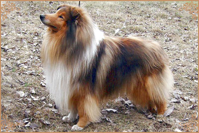 Misty Dawn`s Ragged Tiger