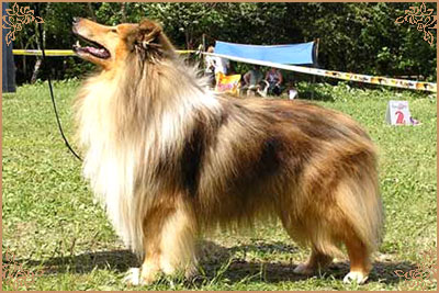 Misty Dawn`s Ragged Tiger