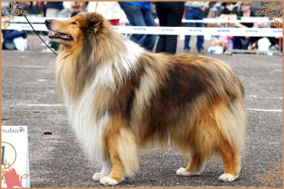 Misty Dawn`s Ragged Tiger