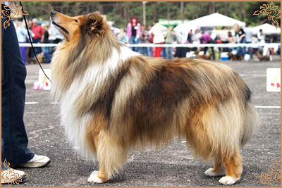 Misty Dawn`s Ragged Tiger