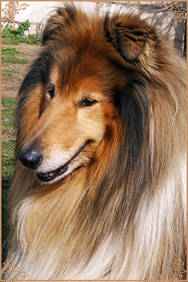 Misty Dawn`s Ragged Tiger