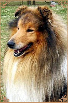 Misty Dawn`s Ragged Tiger