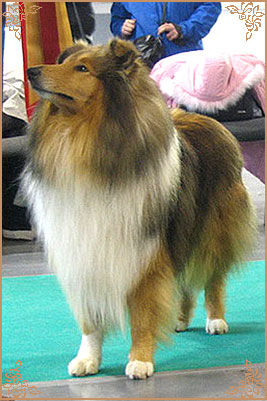 Misty Dawn`s Ragged Tiger