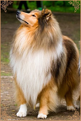 Misty Dawn`s Ragged Tiger