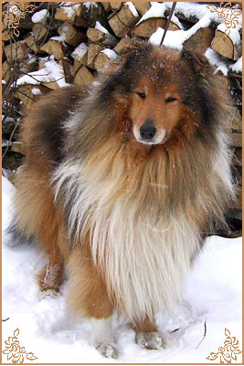 Misty Dawn`s Ragged Tiger