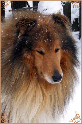 Misty Dawn`s Ragged Tiger