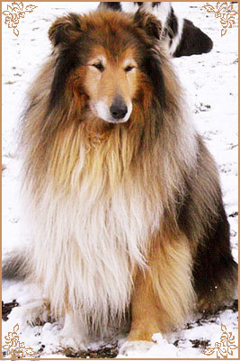 Misty Dawn`s Ragged Tiger