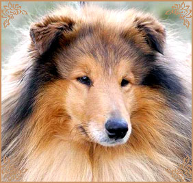 Misty Dawn`s Ragged Tiger