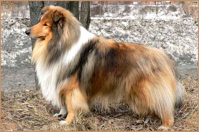 Misty Dawn`s Ragged Tiger