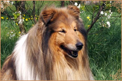 Misty Dawn`s Ragged Tiger