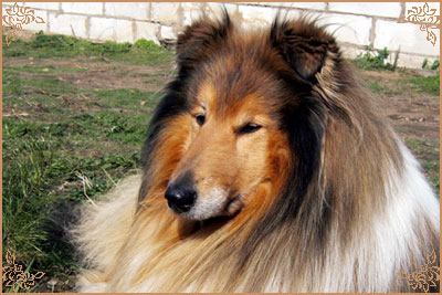 Misty Dawn`s Ragged Tiger
