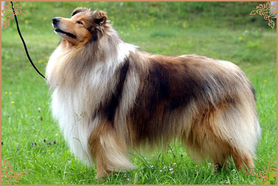 Misty Dawn`s Ragged Tiger