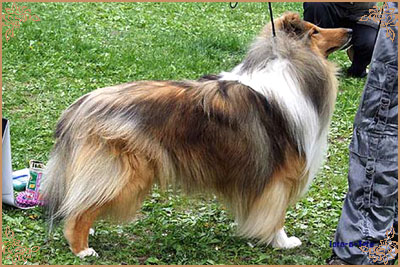 Misty Dawn`s Ragged Tiger