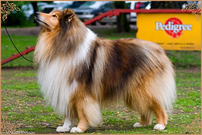 Misty Dawn`s Ragged Tiger