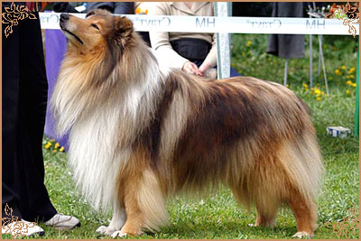 Misty Dawn`s Ragged Tiger