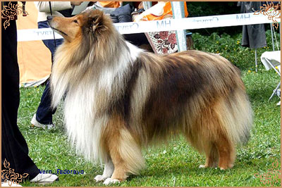 Misty Dawn`s Ragged Tiger