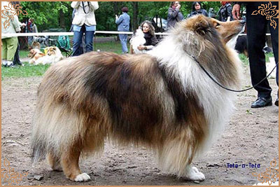 Misty Dawn`s Ragged Tiger