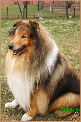Misty Dawn`s Ragged Tiger