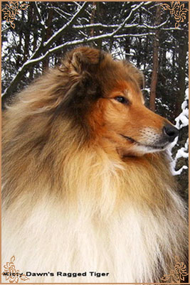 Misty Dawn`s Ragged Tiger