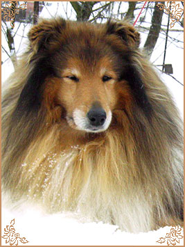 Misty Dawn`s Ragged Tiger