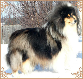 Монсолана Блэк Паундс, Monsolana Black Pounds
