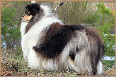 Монсолана Блэк Паундс, Monsolana Black Pounds