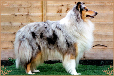 Myriehewe Forget Me Not